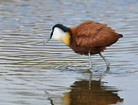 Jacana à poitrine dorée