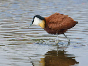 Jacana à poitrine dorée