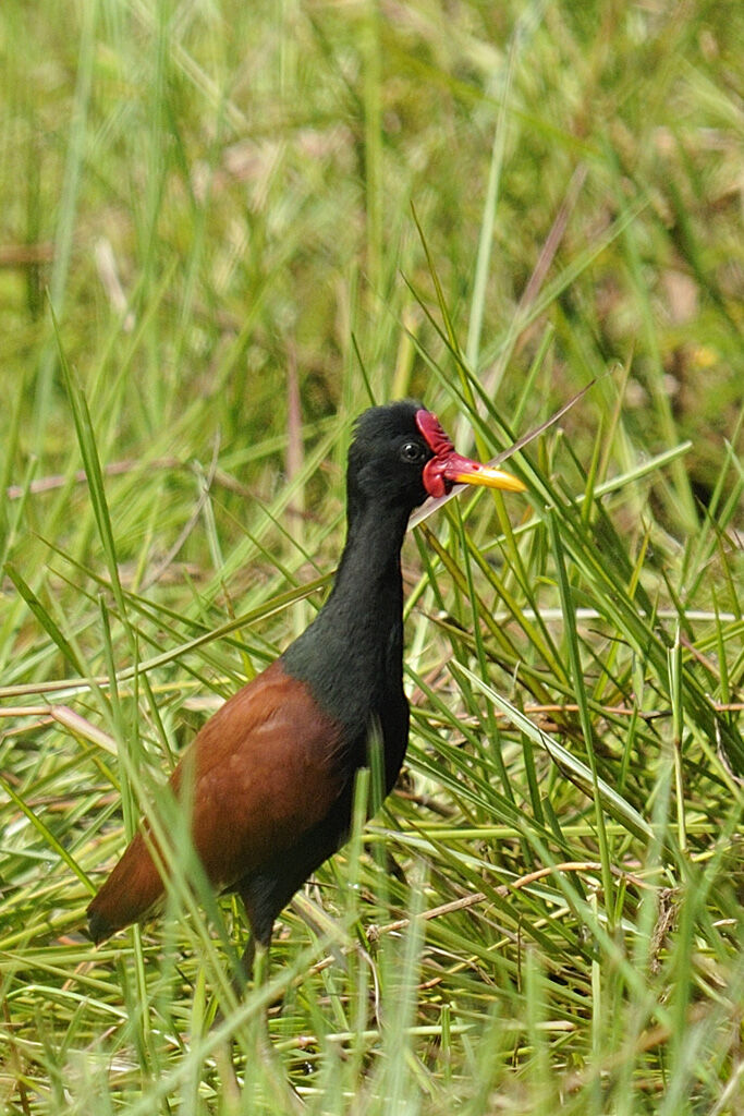 Wattled Jacana, identification