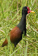 Wattled Jacana