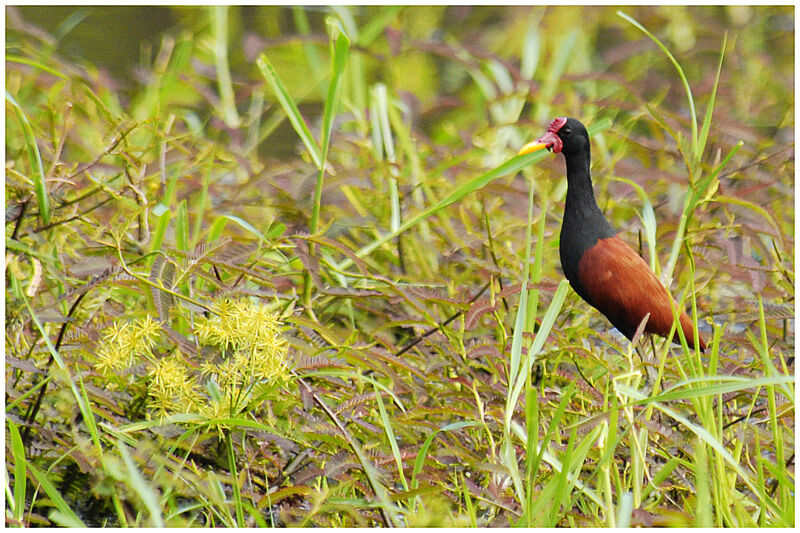 Jacana noiradulte