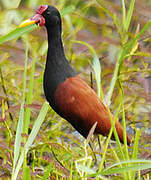 Wattled Jacana