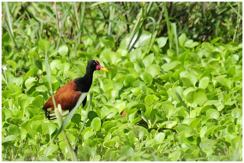 Jacana noiradulte