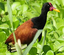 Wattled Jacana