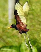 Wattled Jacana