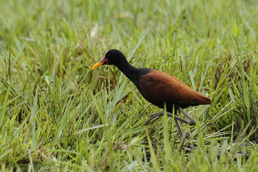 Jacana noiradulte