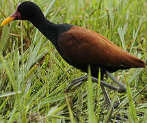 Wattled Jacana