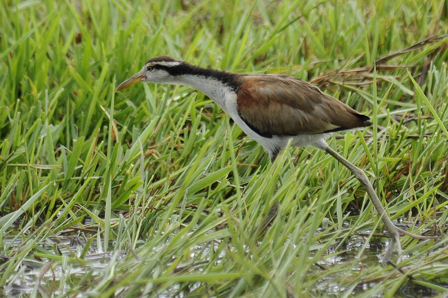 Jacana noirimmature