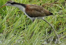 Wattled Jacana