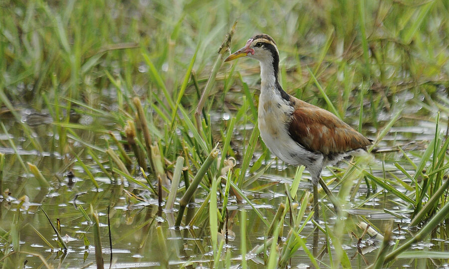 Jacana noirimmature