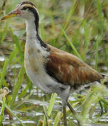 Wattled Jacana