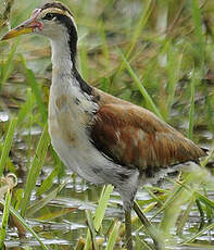 Jacana noir