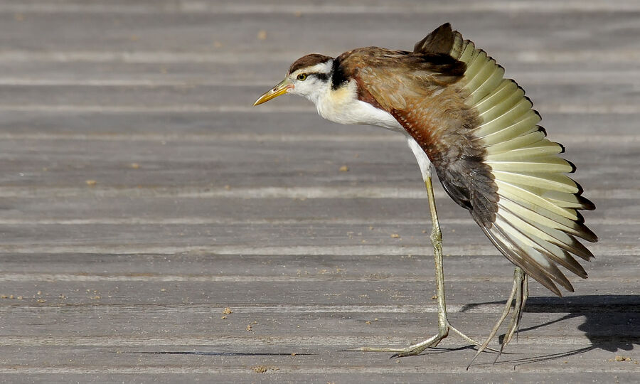 Wattled Jacanaimmature