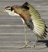 Wattled Jacana