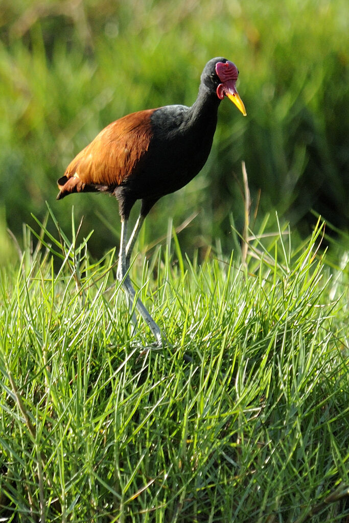 Jacana noiradulte, identification