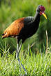 Jacana noir