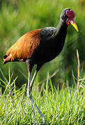 Wattled Jacana