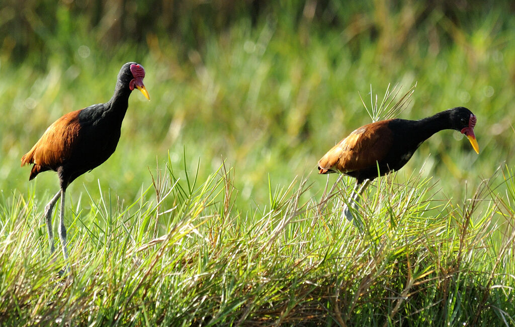 Jacana noiradulte