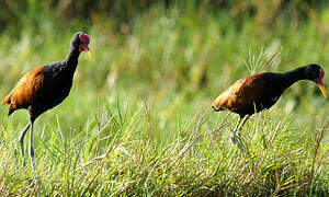 Wattled Jacana