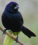 Blue-black Grassquit