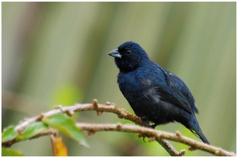 Blue-black Grassquit male adult