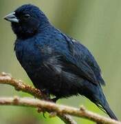 Blue-black Grassquit