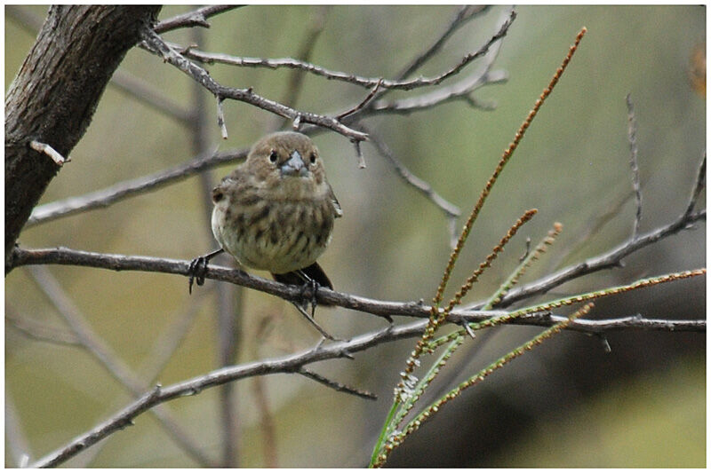 Blue-black Grassquit female adult