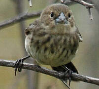 Blue-black Grassquit