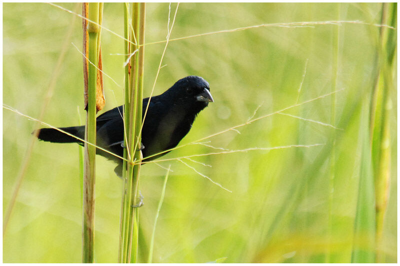 Blue-black Grassquit male adult