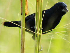 Blue-black Grassquit