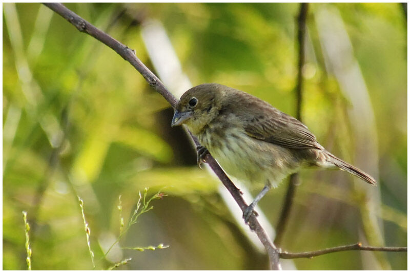 Blue-black Grassquit female adult