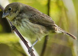 Blue-black Grassquit