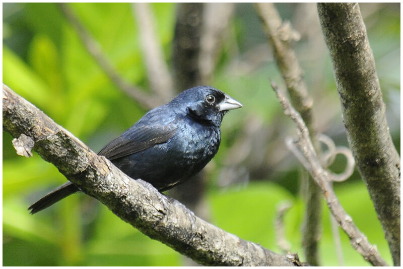 Blue-black Grassquit male adult