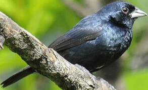 Blue-black Grassquit