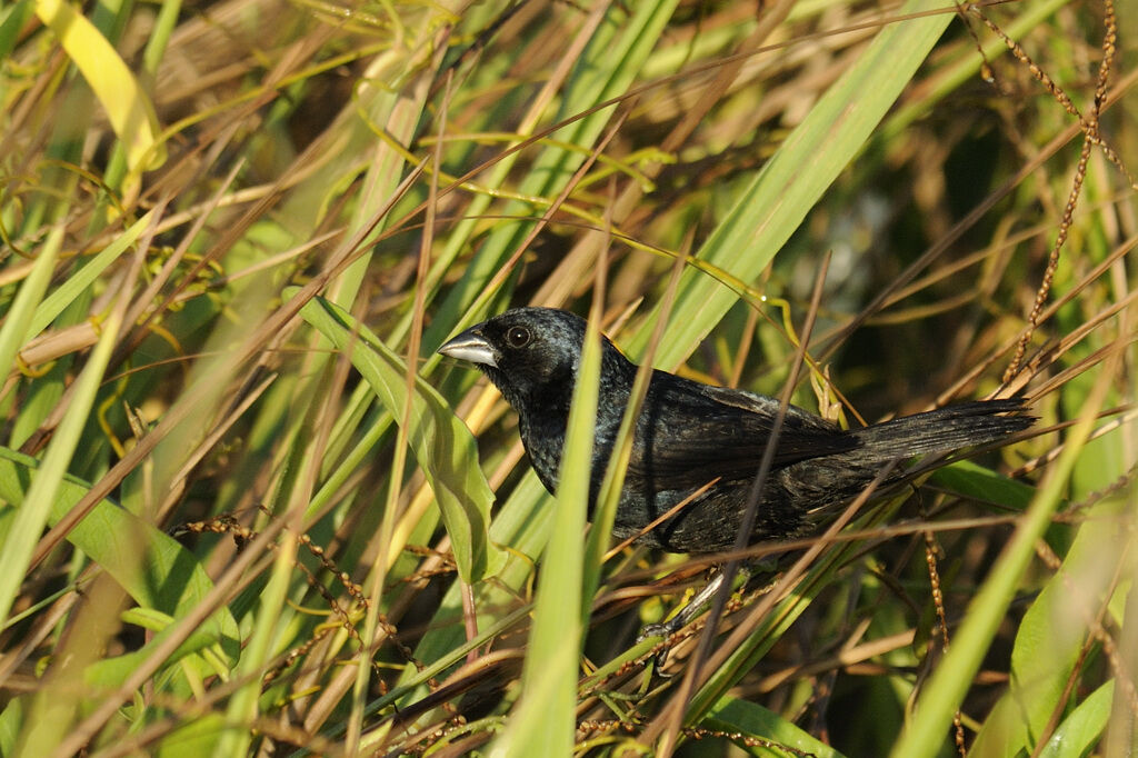 Jacarini noir mâle adulte