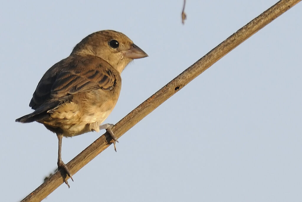 Blue-black Grassquit female adult