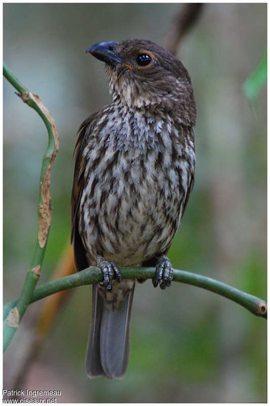 Tooth-billed Bowerbird male adult