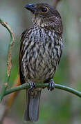 Tooth-billed Bowerbird