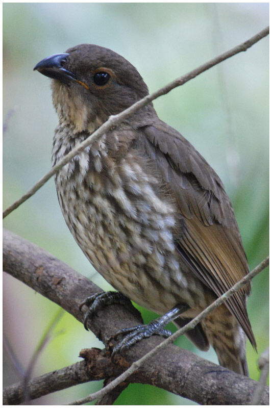 Tooth-billed Bowerbird male adult