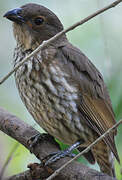 Tooth-billed Bowerbird