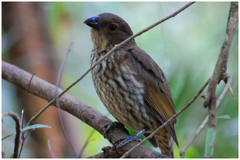 Tooth-billed Bowerbird male adult