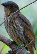 Tooth-billed Bowerbird