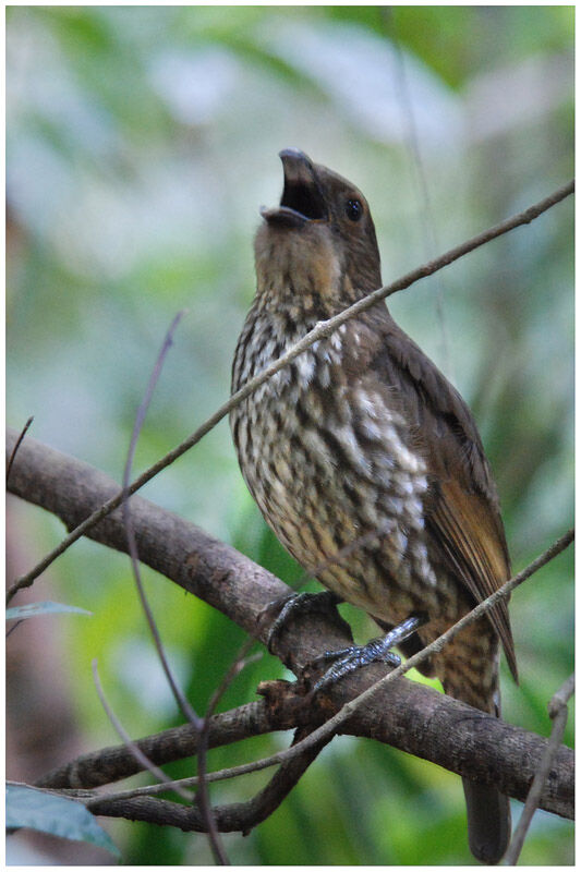 Tooth-billed Bowerbird male adult