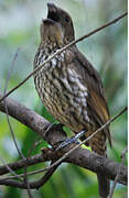 Tooth-billed Bowerbird