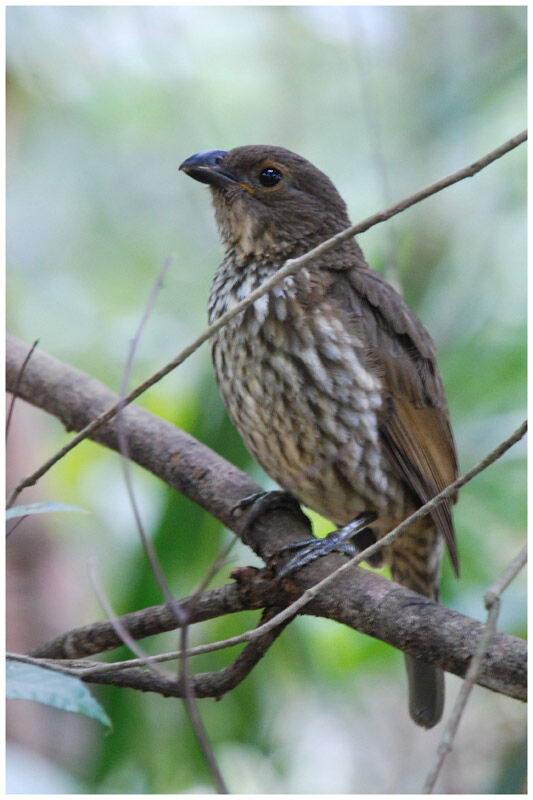 Tooth-billed Bowerbird male adult