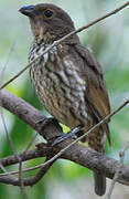 Tooth-billed Bowerbird