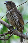 Tooth-billed Bowerbird