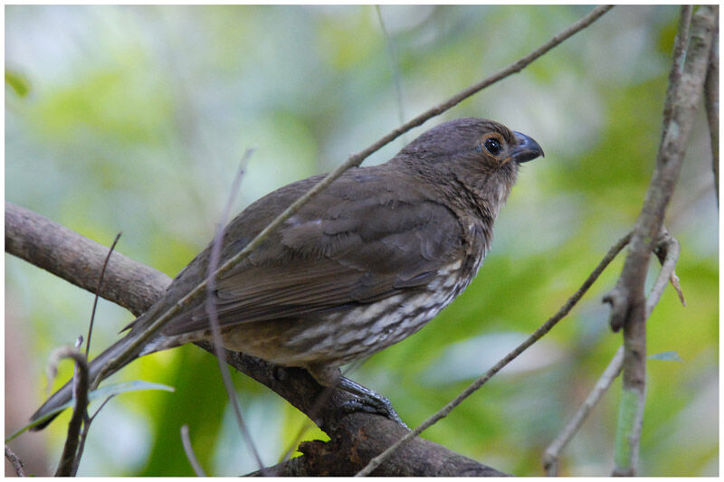 Tooth-billed Bowerbird male adult