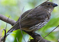 Tooth-billed Bowerbird