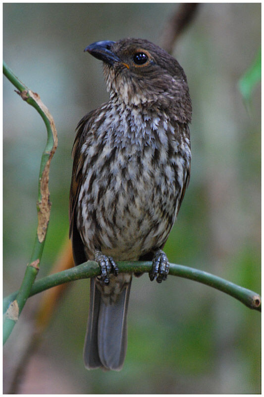 Tooth-billed Bowerbird male adult